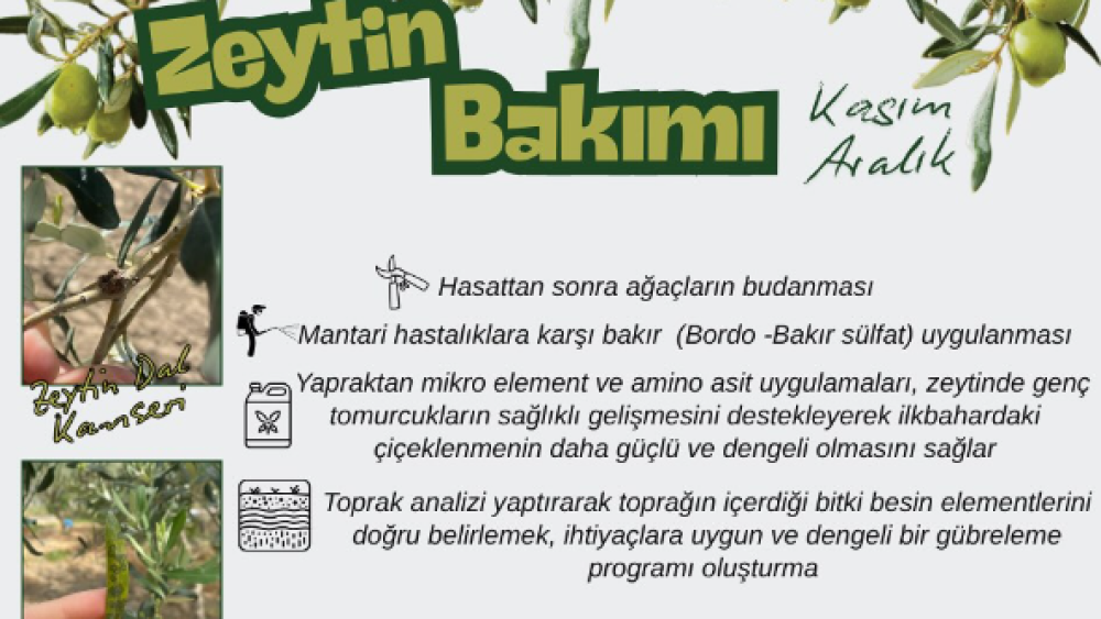 Hasat sonrası zeytin bakımı uygulamaları
