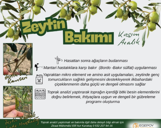 Hasat sonrası zeytin bakımı uygulamaları