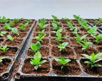 A special room equipped for growing plants in good conditions- perfect for plant growing business